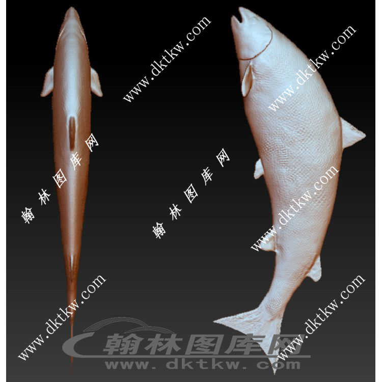 大马哈鱼鱼 三文鱼立体圆雕图（RNG-120）展示