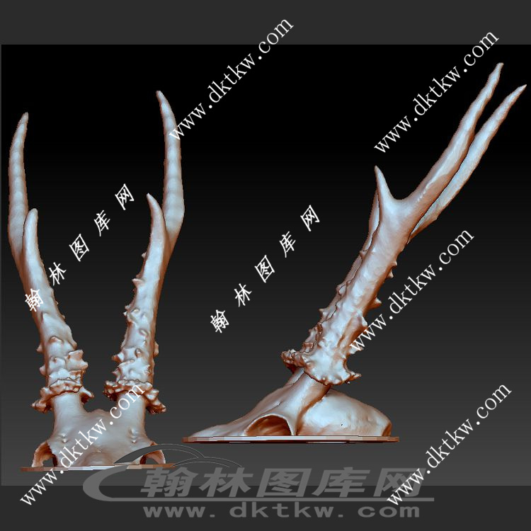 鹿头骨立体圆雕图（SKT-762）展示