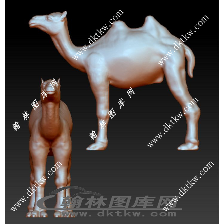 沙漠骆驼 立体圆雕图（RNG-161）展示
