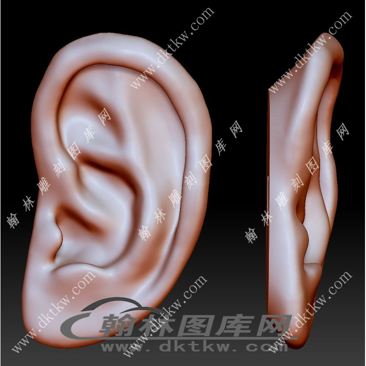 耳朵立体圆雕图（YDS-832）展示