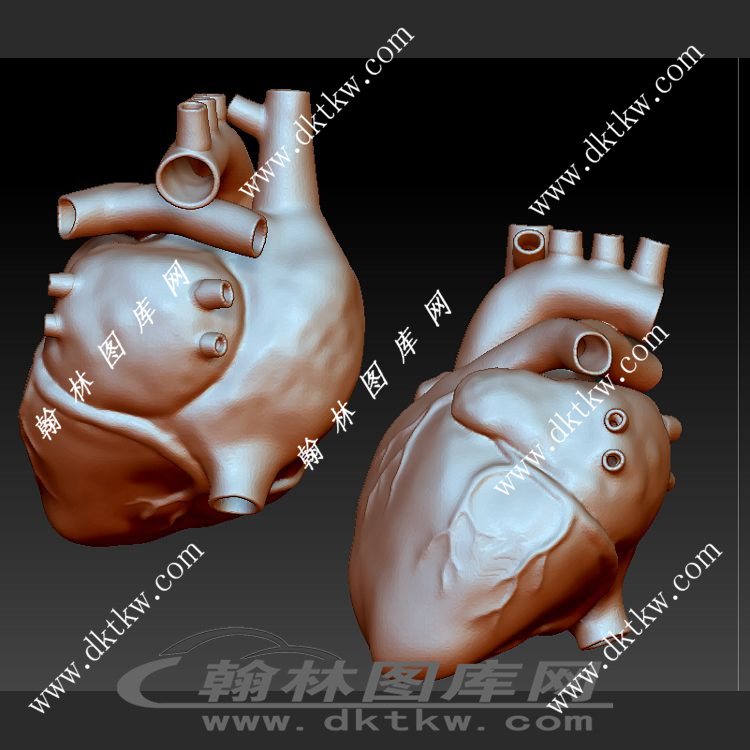 人类心脏模型立体圆雕图（SKT-418）展示