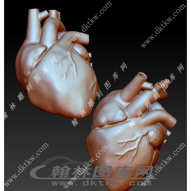人类心脏模型立体圆雕图（YDS-419）展示