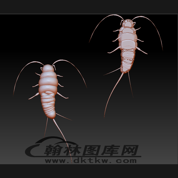 节肢水生昆虫立体圆雕图（BLG-496）展示