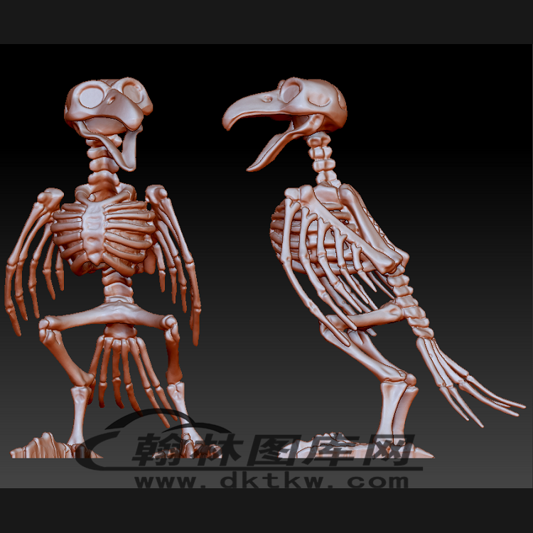 秃鹰骨架立体圆雕图（BLG-219）展示