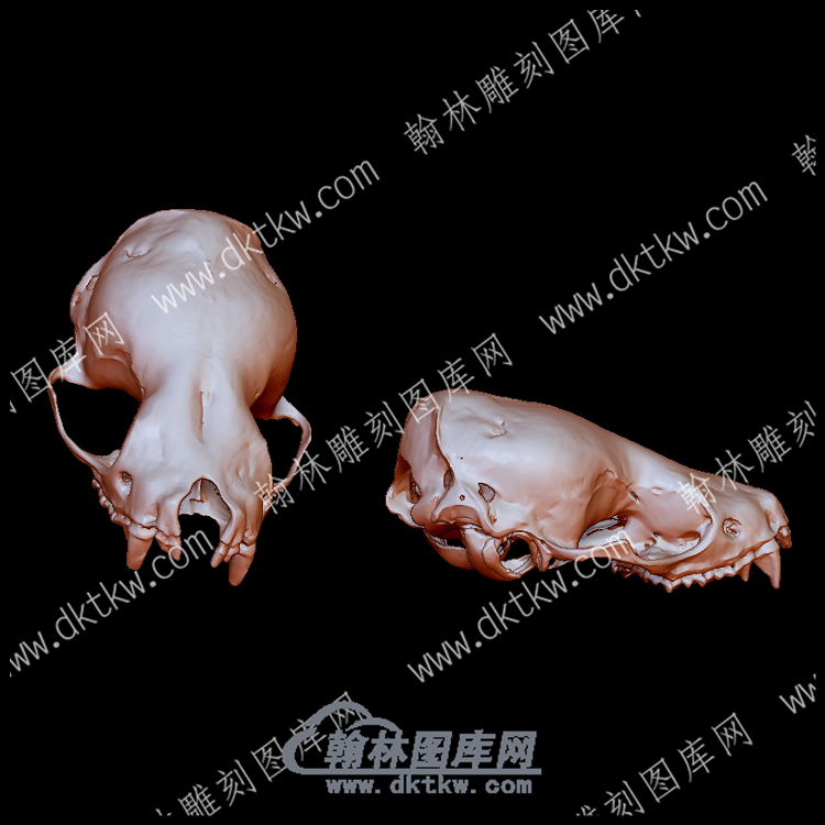 北蝙蝠头骨(YDW-105).png