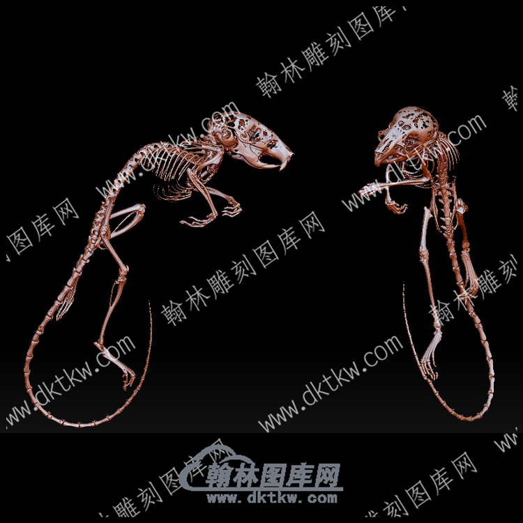 北桦鼠头骨(YDW-106).png