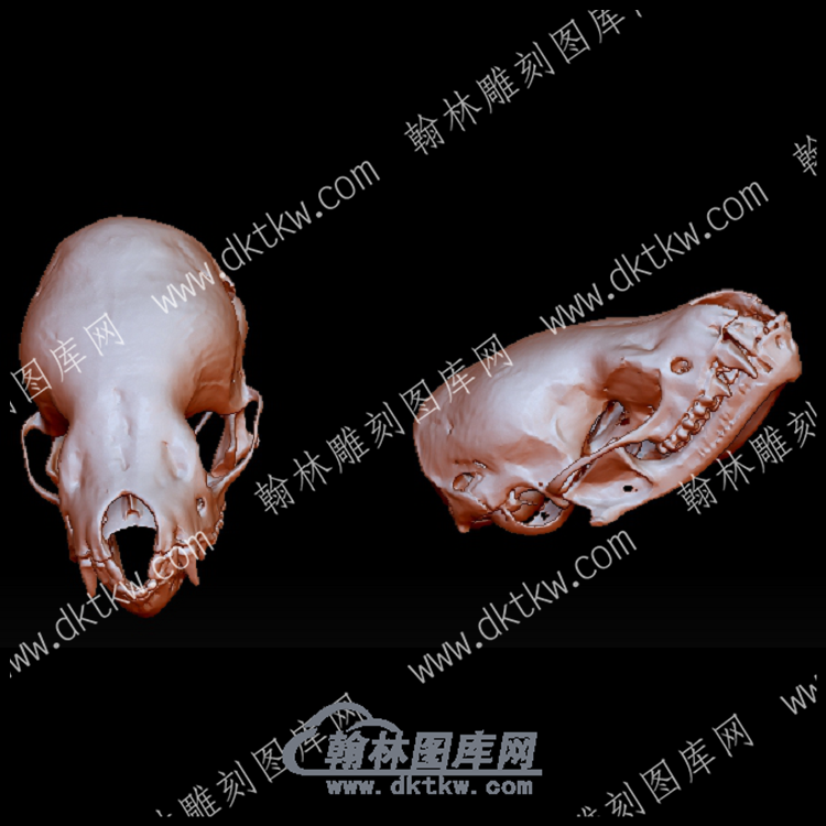 蝙蝠头骨(YDW-107).png