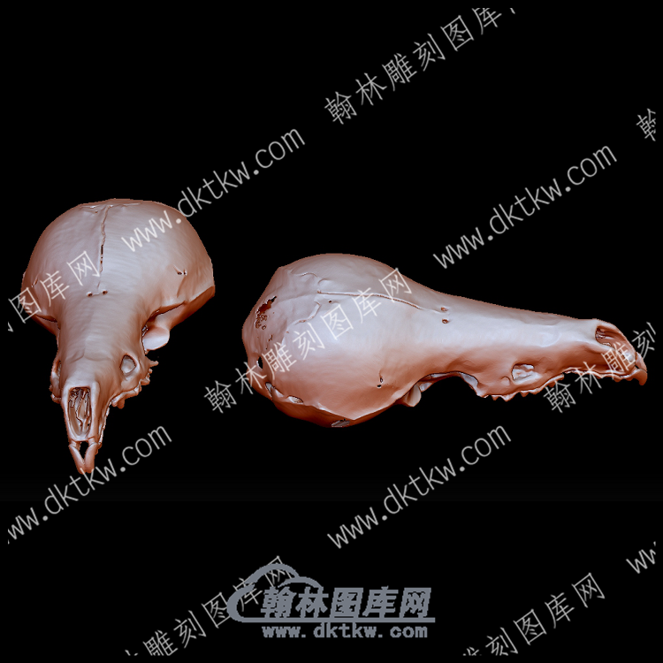 地中海水鼩(YDW-180).png