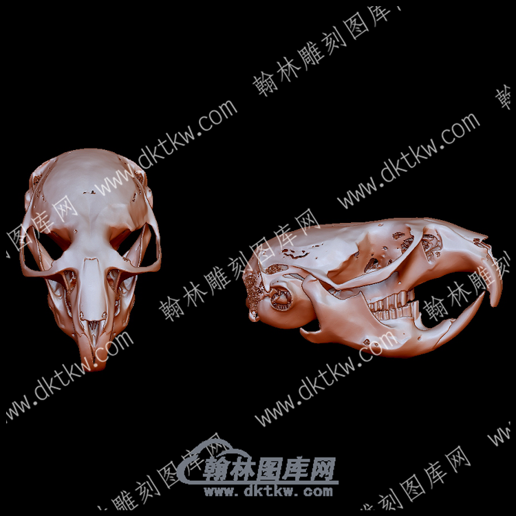 动物头骨7(YDW-115).png