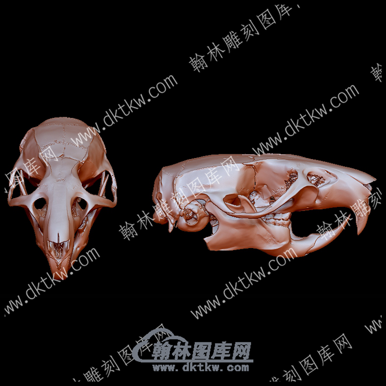 褐鼠头骨(YDW-122).png