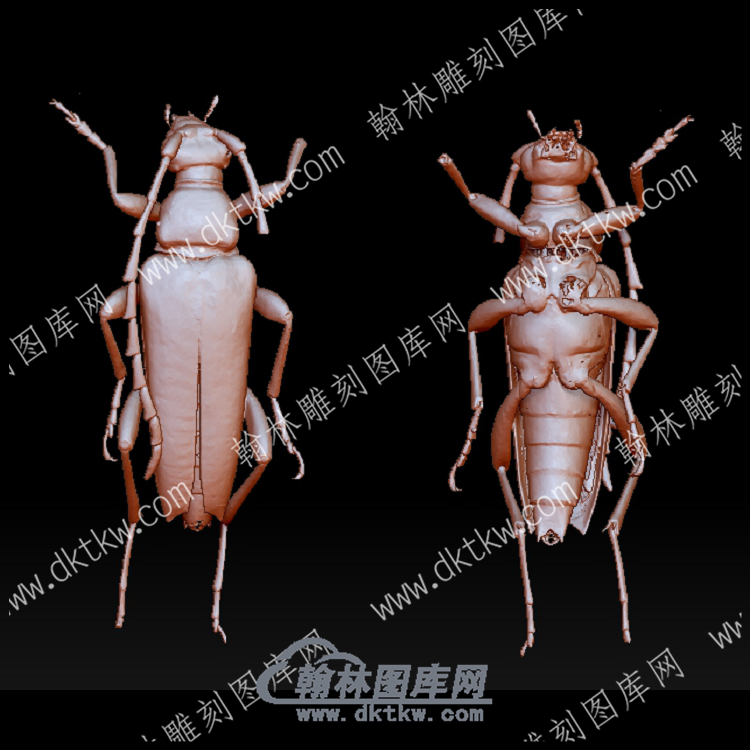 红棕色长角甲虫(YDW-125).png
