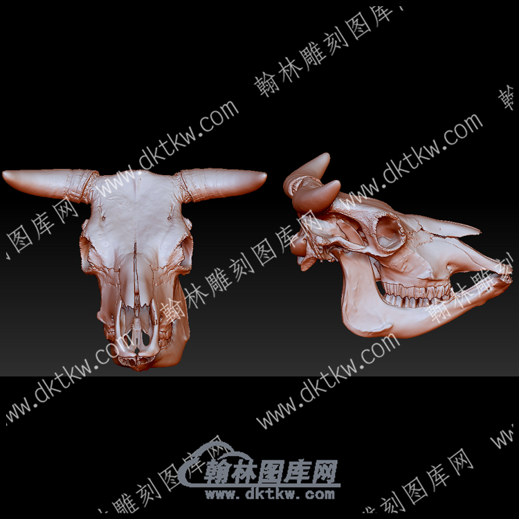 家养牛头骨(YDW-128).png