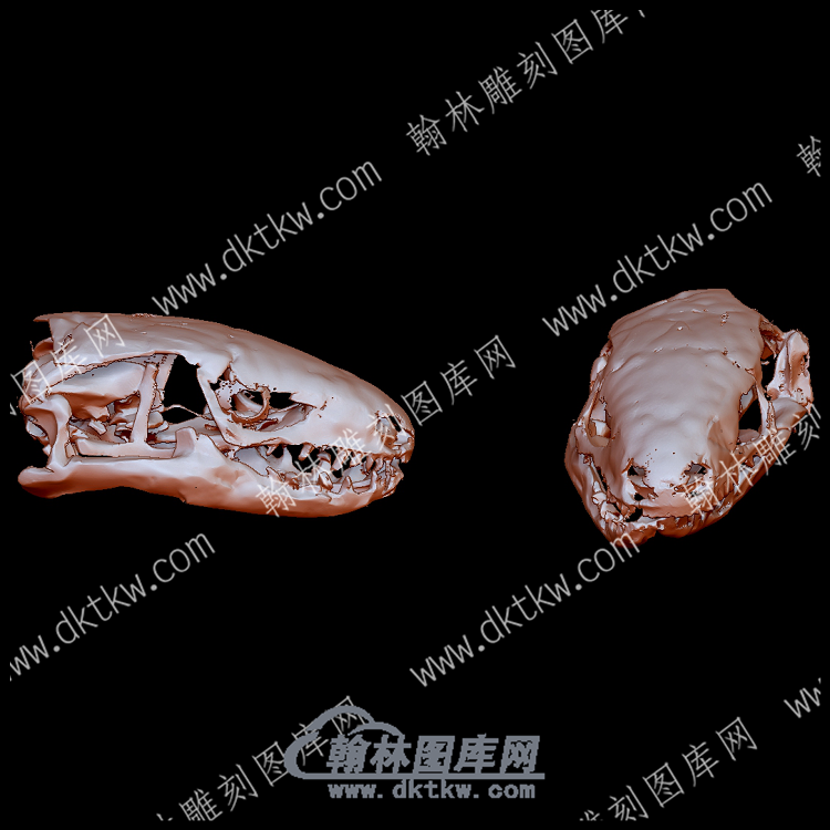 慢蠕虫头骨(YDW-132).png