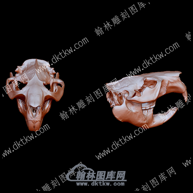 欧亚海狸头骨(YDW-135).png