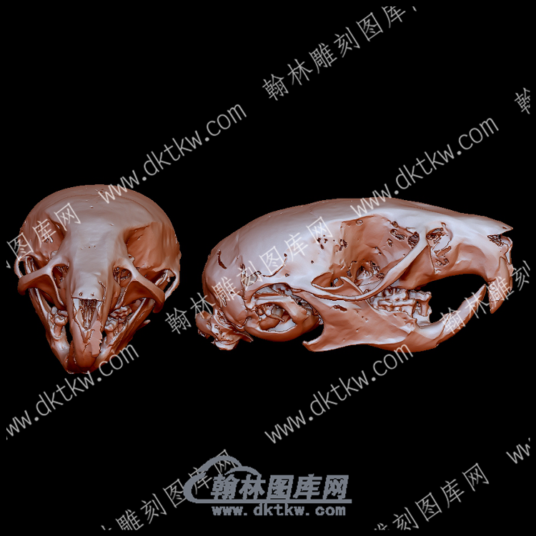 欧亚收获鼠头骨(YDW-136).png