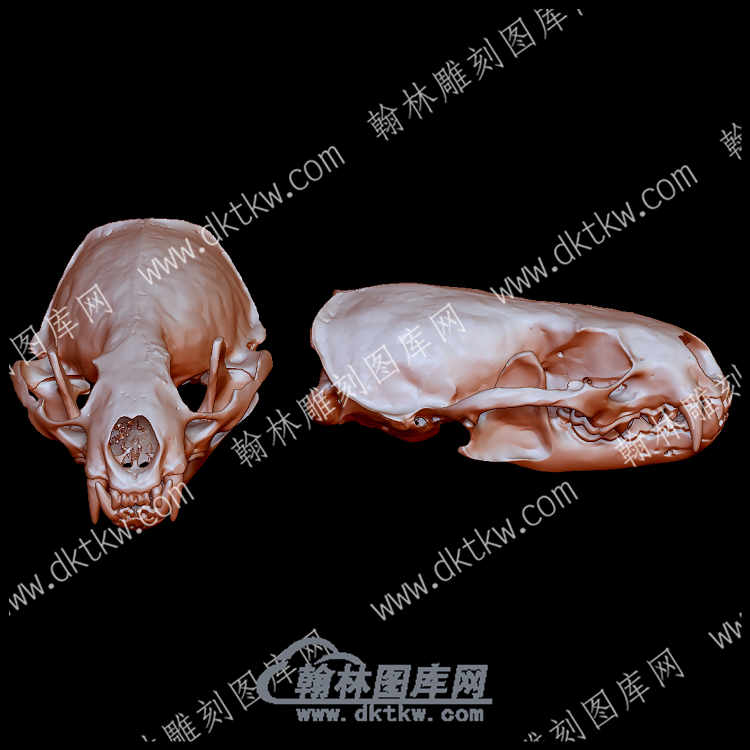 欧亚水獭头骨(YDW-138).png