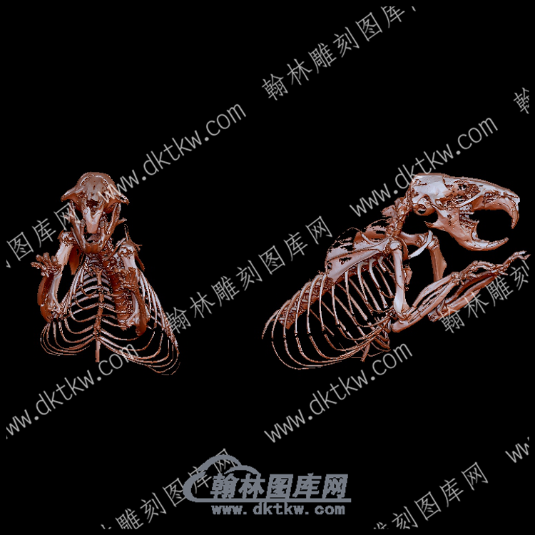 欧洲仓鼠头骨(YDW-141).png