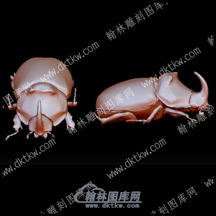 欧洲犀牛甲虫(YDW-147).png