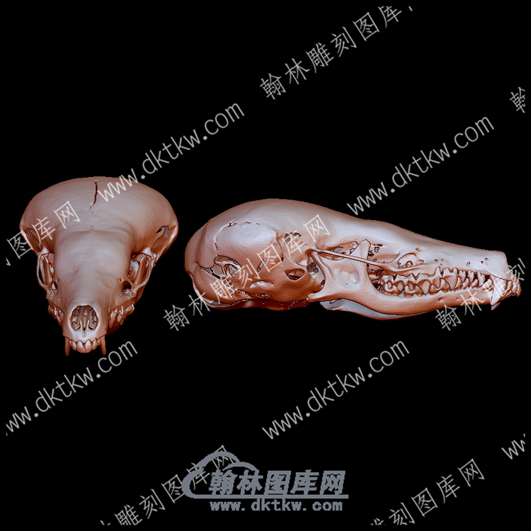欧洲鼹鼠头骨(YDW-148).png