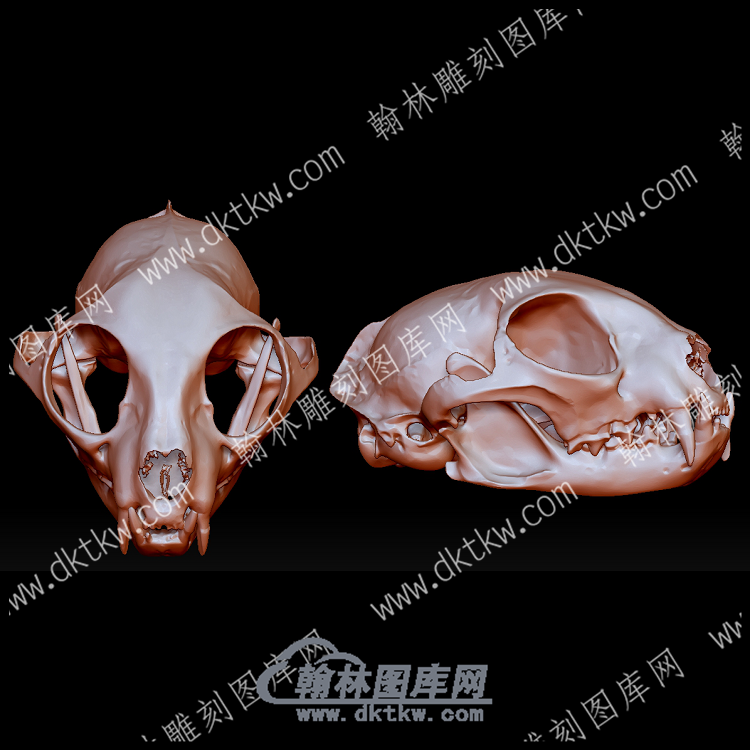 欧洲野猫头骨(YDW-149).png