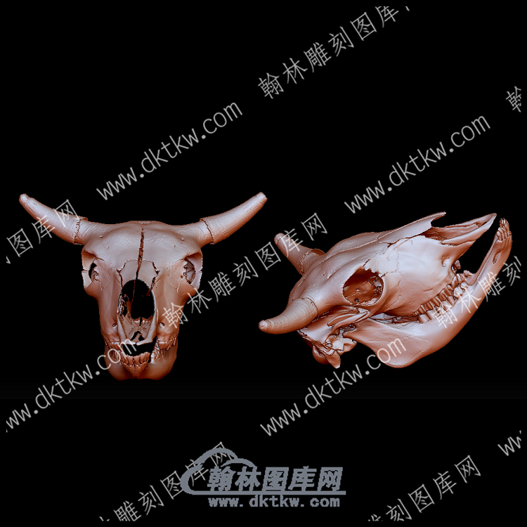 欧洲野牛头骨5(YDW-160).png