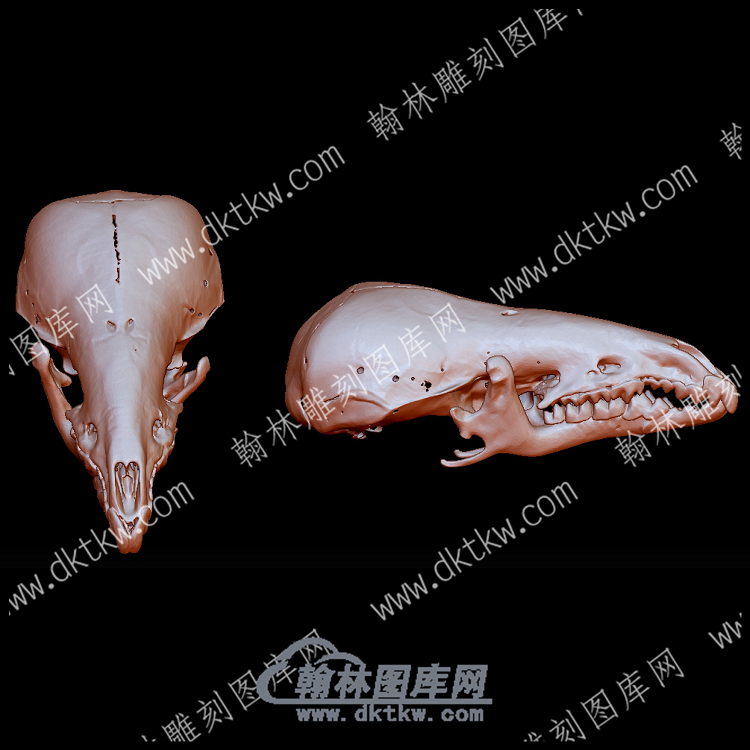 普通鼩鼱头骨(YDW-163).png