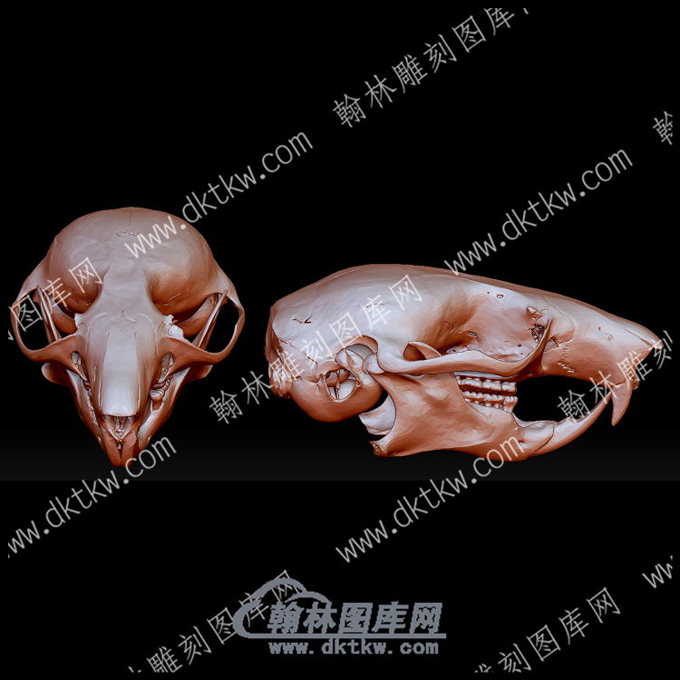 睡鼠头骨(YDW-166).png