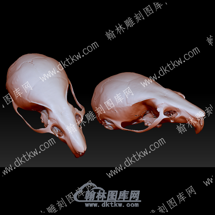 条纹田鼠头骨(YDW-168).png