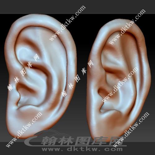 耳朵 人体器官立体圆雕图（SKT-089）