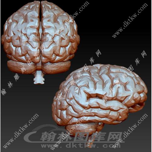 大脑立体圆雕图（YDS-415）