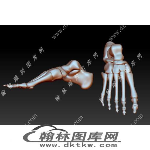 脚骨骨骼立体圆雕图（YDS-641）