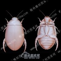 虫子4(BLG-537))