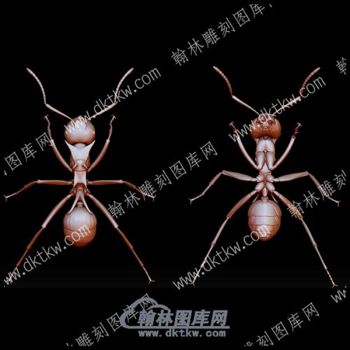 蚂蚁(BLG-591)