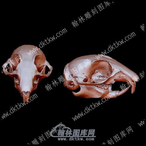 斑点地松鼠头骨(YDW-104)