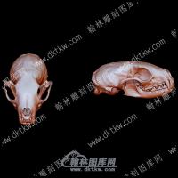 动物头骨2(YDW-110)