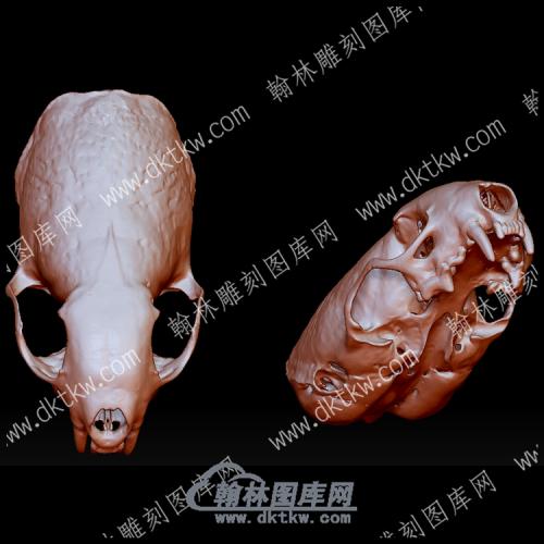 动物头骨4(YDW-112)