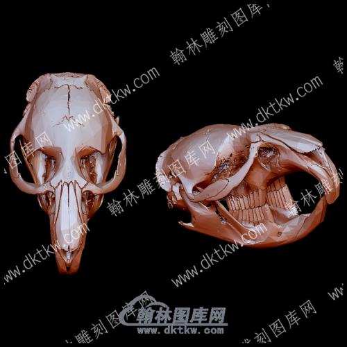 动物头骨8(YDW-116)