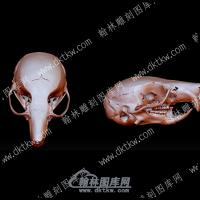 动物头骨9(YDW-117)