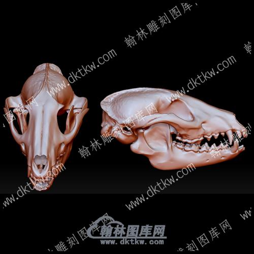 动物头骨10(YDW-118)