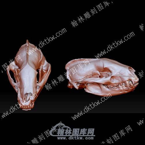 动物头骨11(YDW-119)