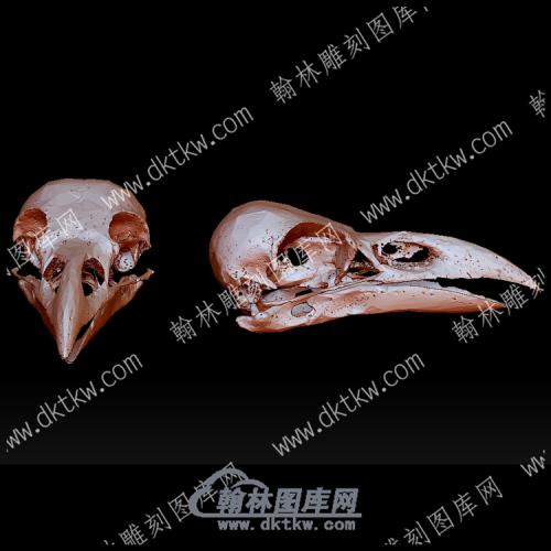 动物头骨12(YDW-120)