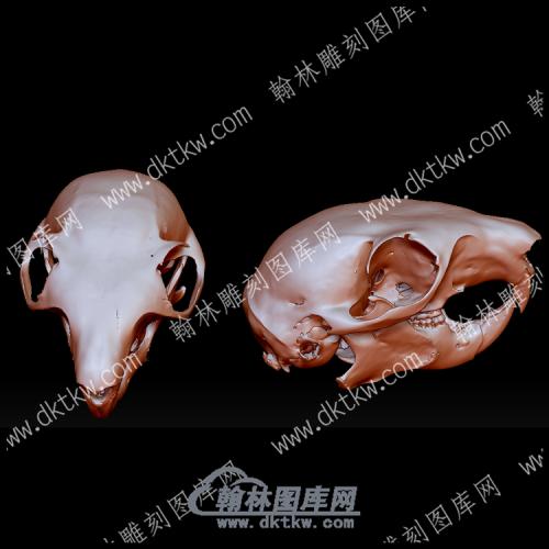 红松鼠头骨(YDW-124)