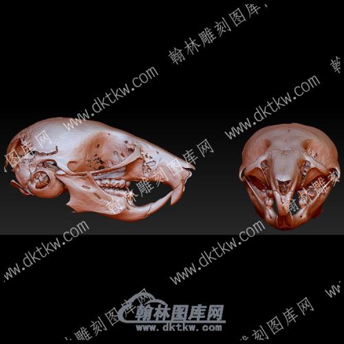 黄颈鼠头骨(YDW-126)