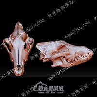 灰狼头骨(YDW-127)