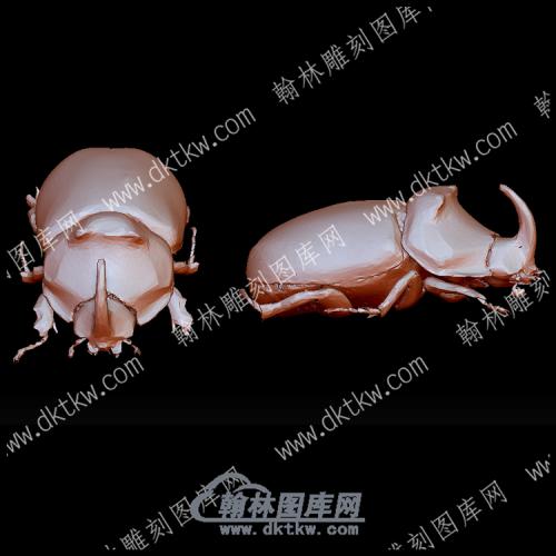 欧洲犀牛甲虫(YDW-147)