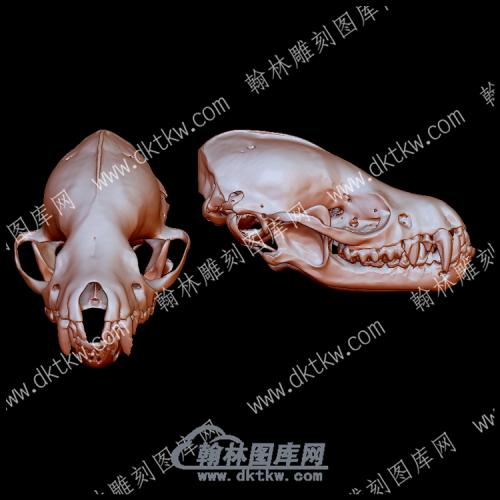 鼠耳蝠头骨(YDW-165)