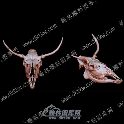 驼鹿头骨(YDW-169)