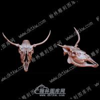 驼鹿头骨(YDW-169)