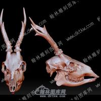 獐鹿头骨(YDW-176)
